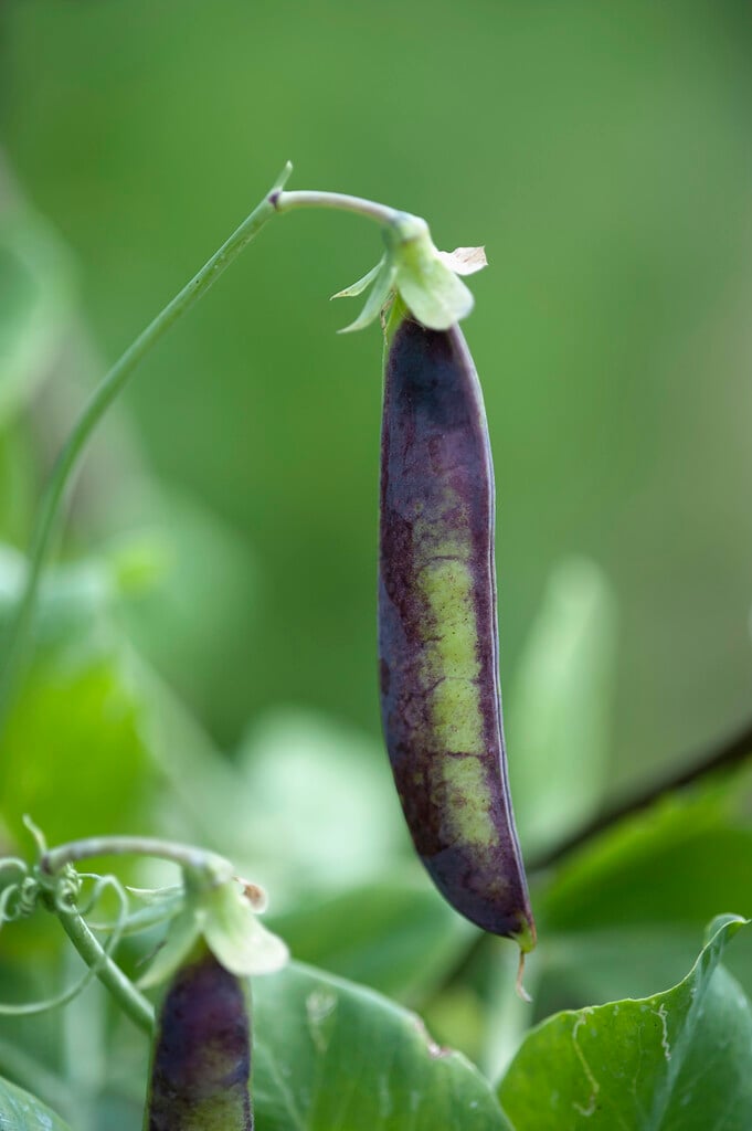 pea 'Purple Podded'