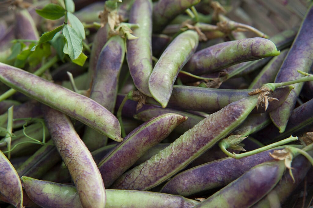 pea 'Purple Podded'