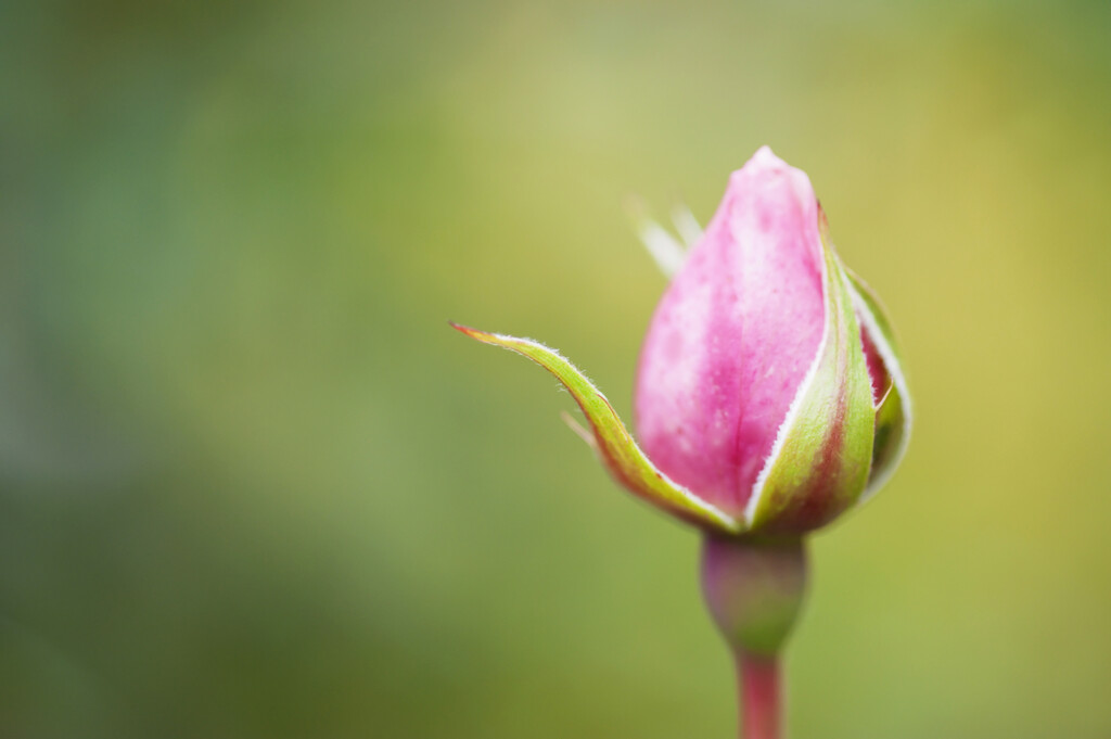 rose [The Generous Gardener]