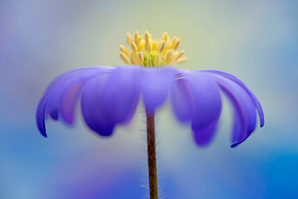 winter windflower 'Blue Star'