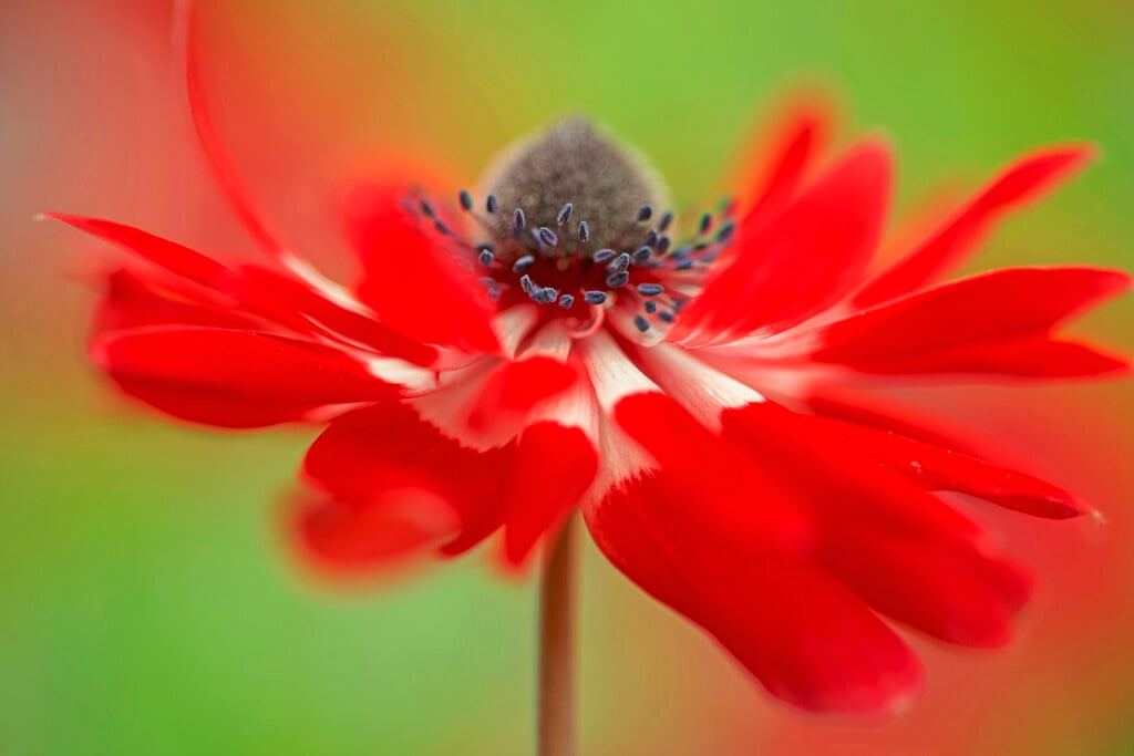 <em>Anemone</em> <em>coronaria</em> var. <em>coronaria</em>
