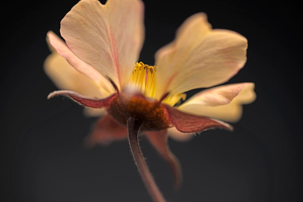 <i>Geum</i> 'Tangerine Dream'