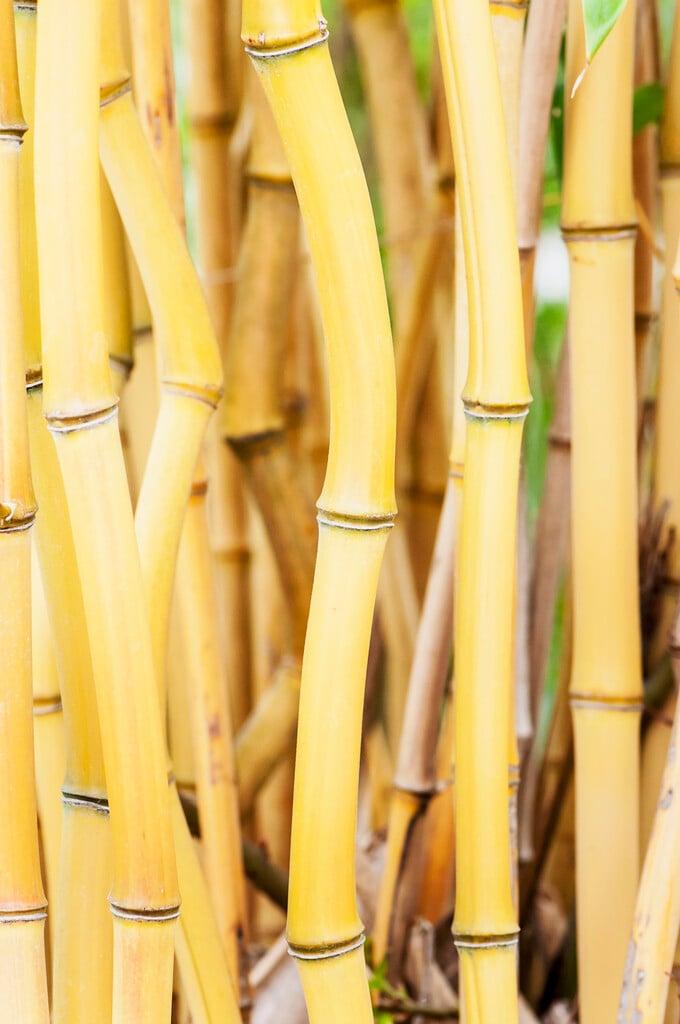 golden groove bamboo