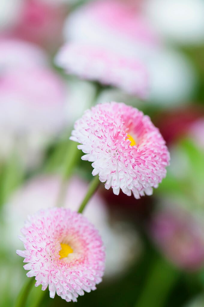 <i>Bellis</i> <i>perennis</i> 'Tasso Pink'