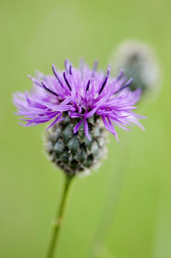 common knapweed