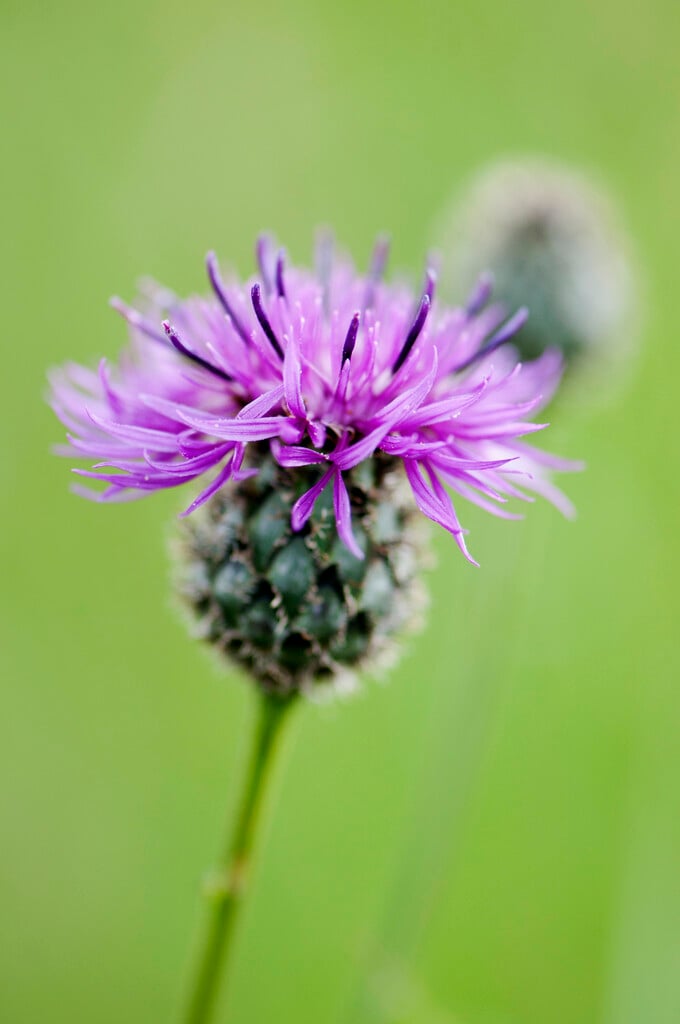 common knapweed