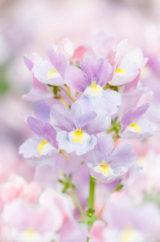 nemesia [Amelie]