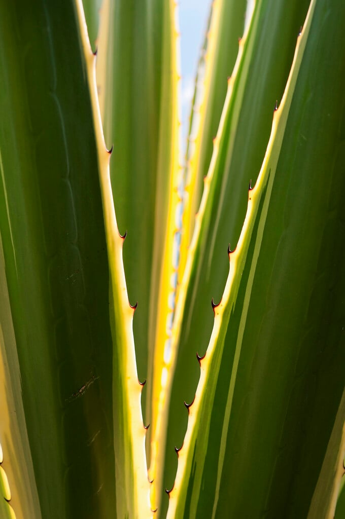 <i>Furcraea</i> <i>selloa</i> var. <i>marginata</i> (v)