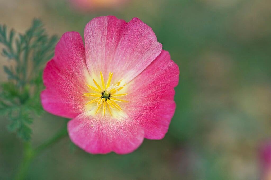 California poppy 'Carmine King'