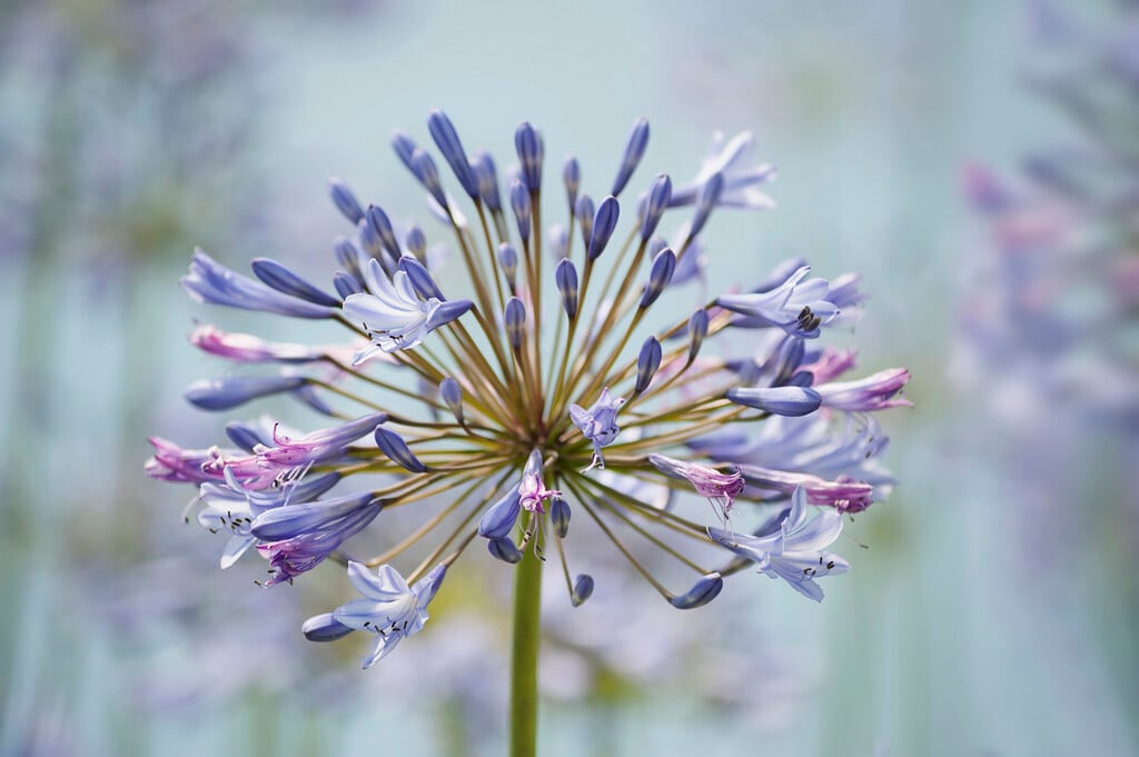 African lily 'Blue Heaven'