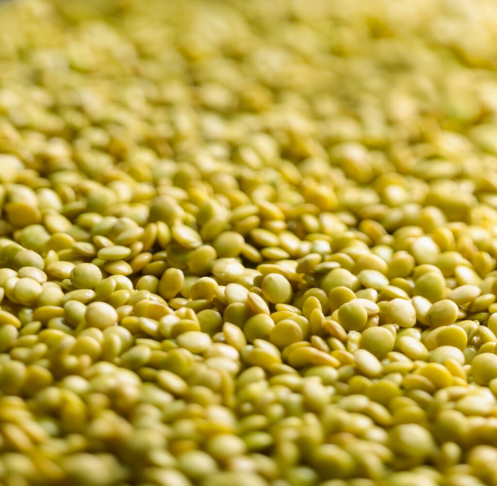 lentil