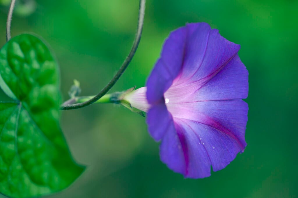 <i>Ipomoea</i> <i>purpurea</i> 'Feringa'