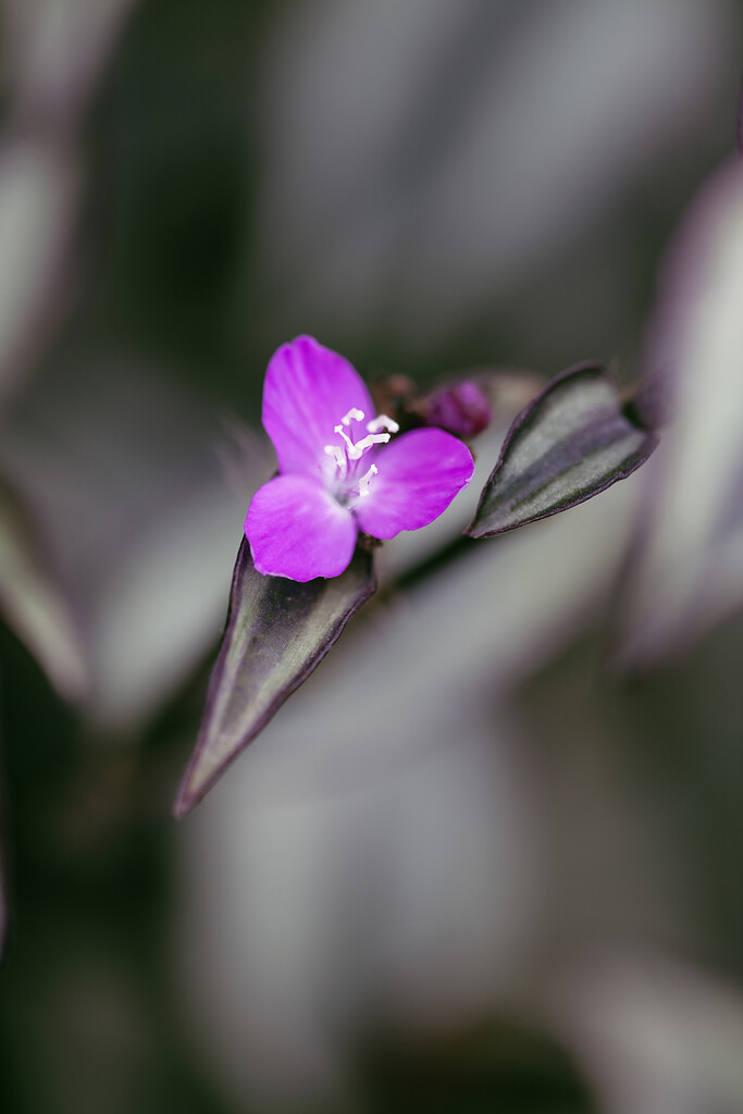 purple spiderwort