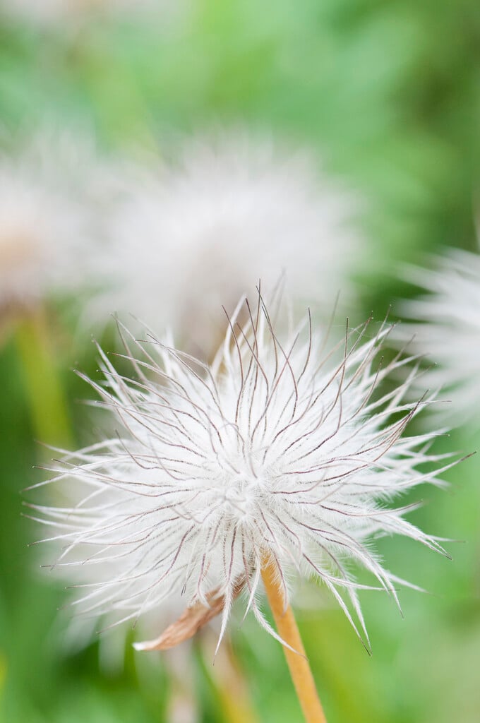 <i>Pulsatilla</i> <i>pratensis</i>