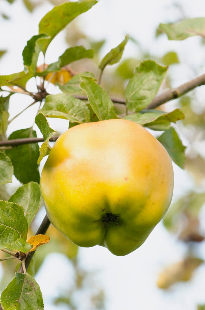 apple 'Catshead'