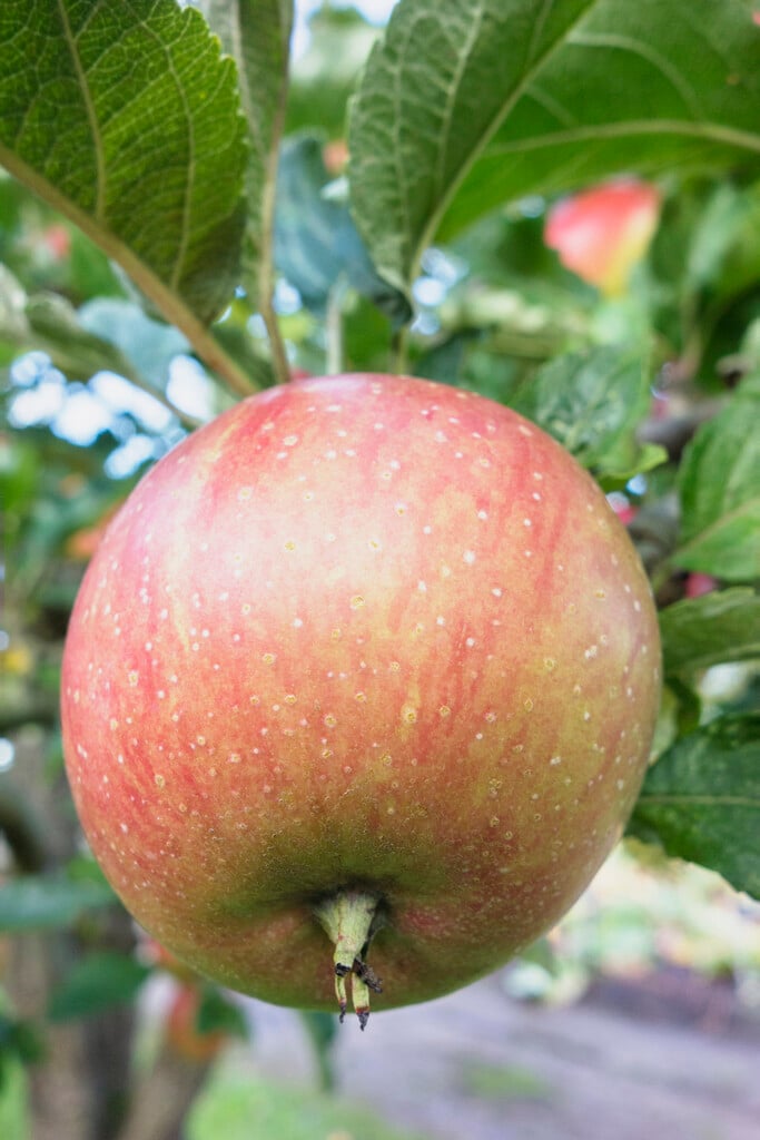 apple 'Tydeman's Late Orange'