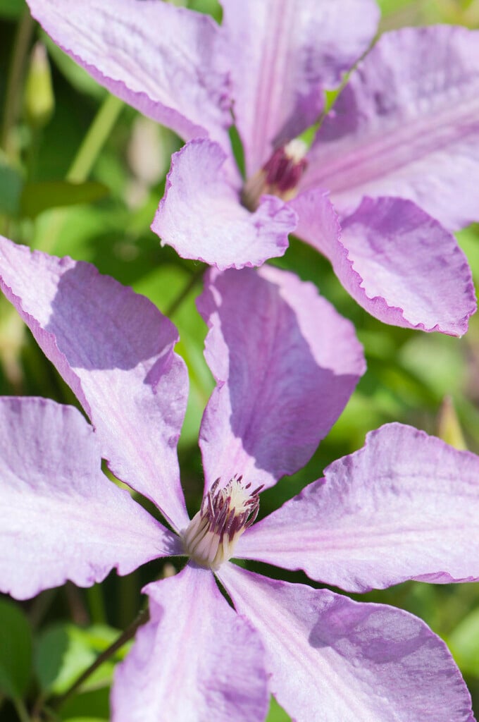 clematis 'Margaret Hunt'