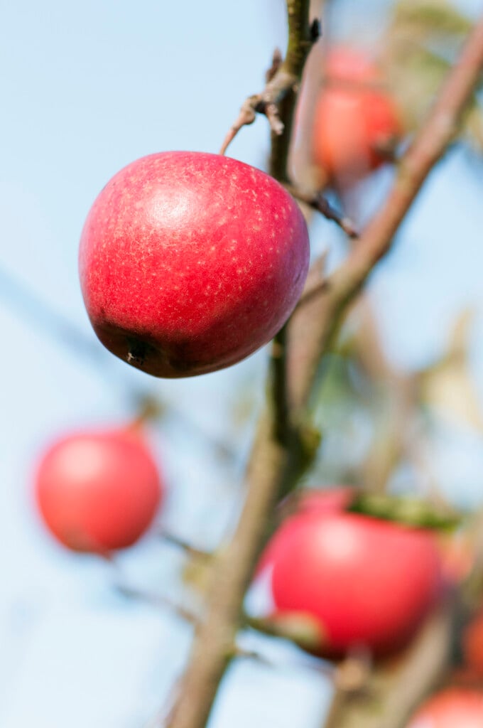 apple 'Pinova'