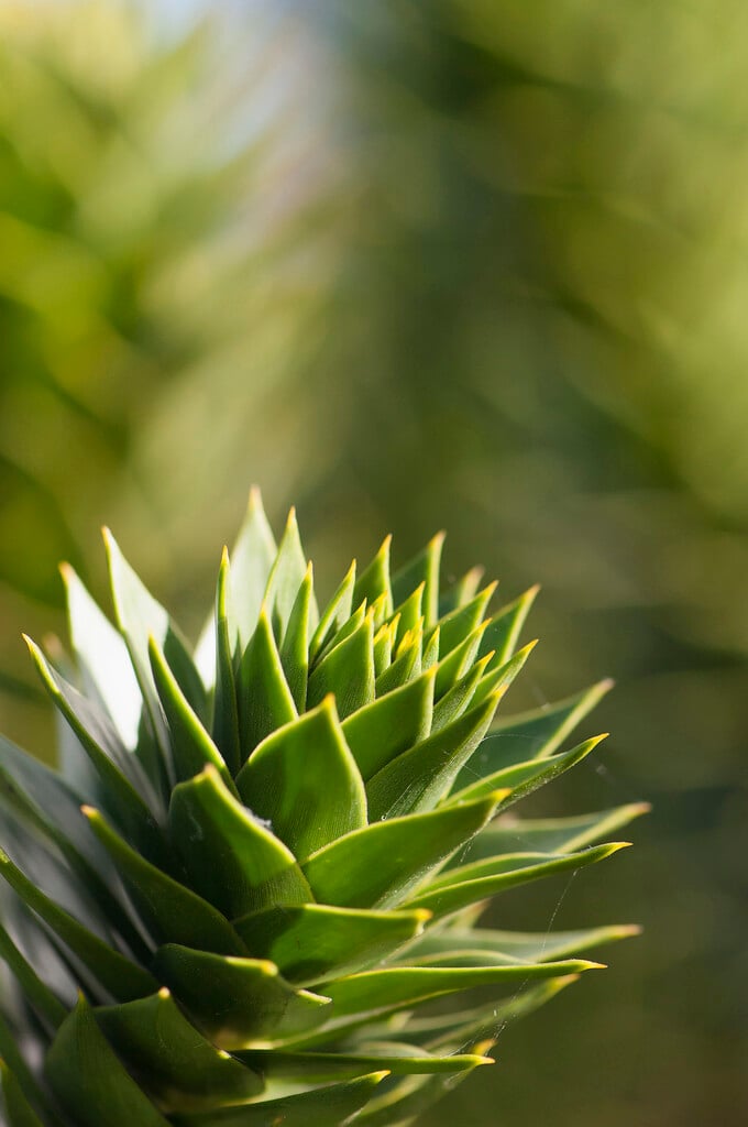 monkey puzzle