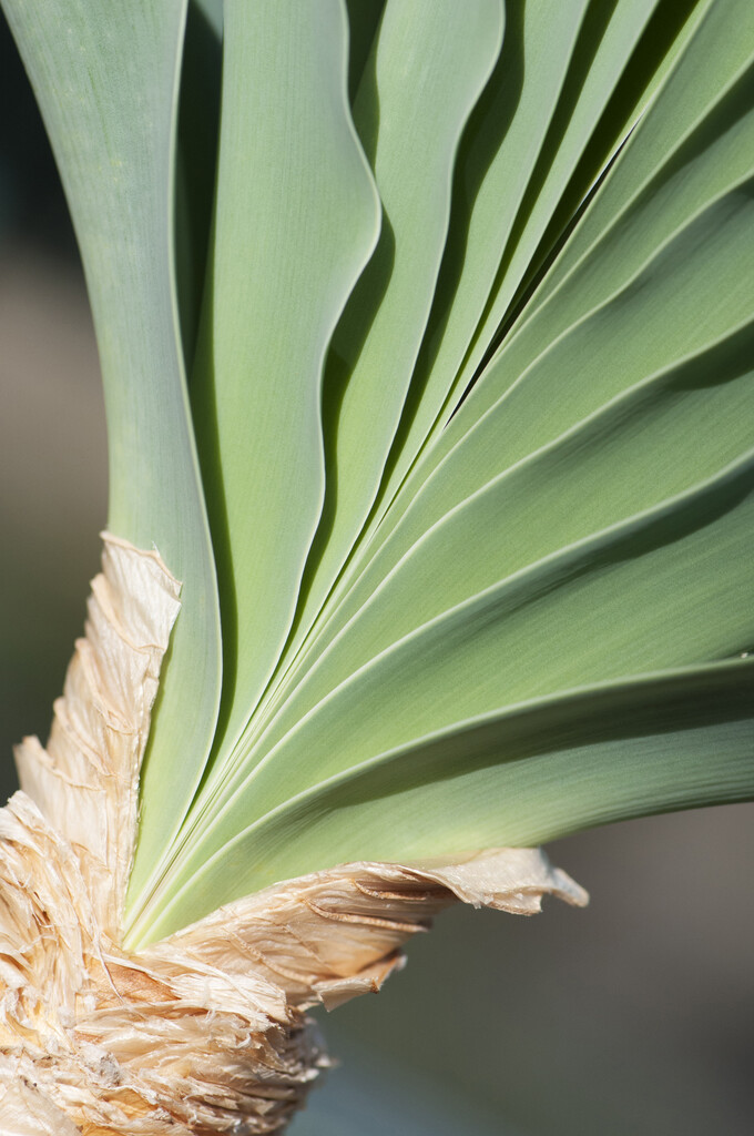 <i>Boophone</i> <i>haemanthoides</i>