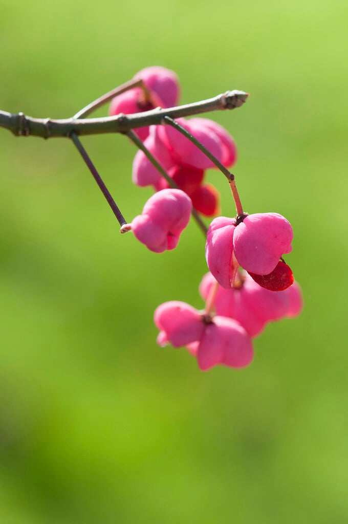 spindle 'Pink Delight'