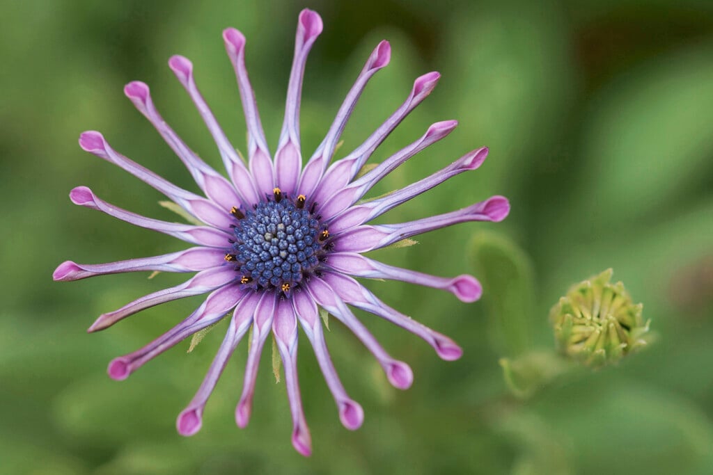 African daisy 'Whirlygig'