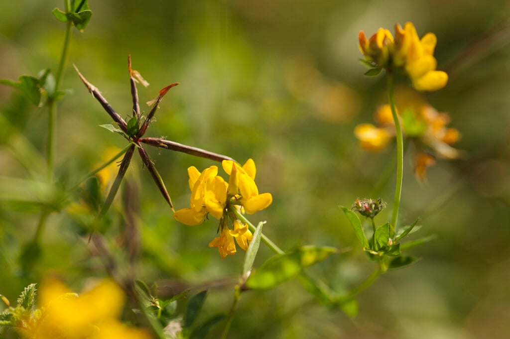 greater bird's foot trefoil