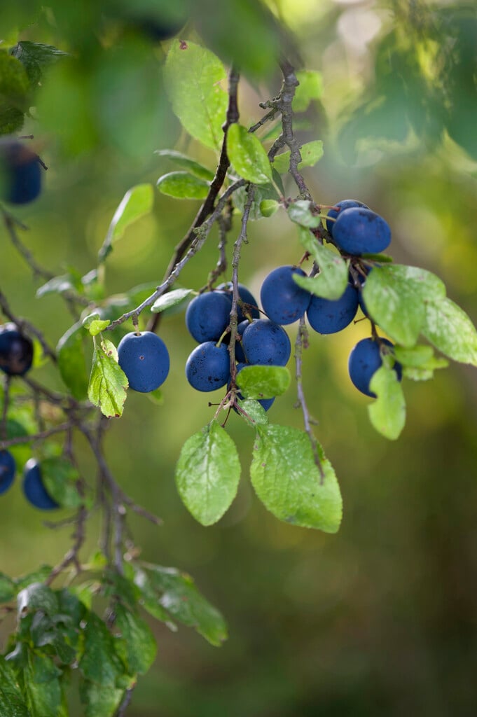 damson