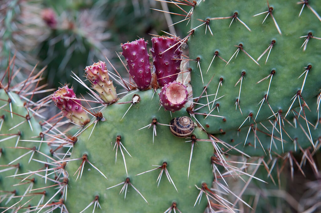 spreading prickly pear