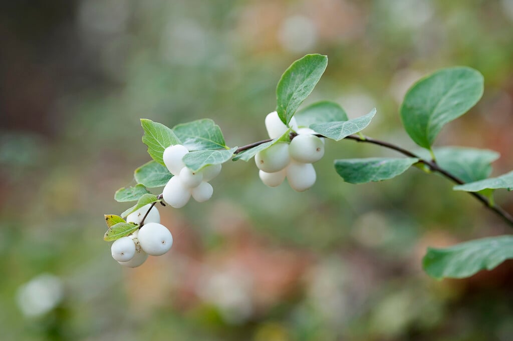 snowberry