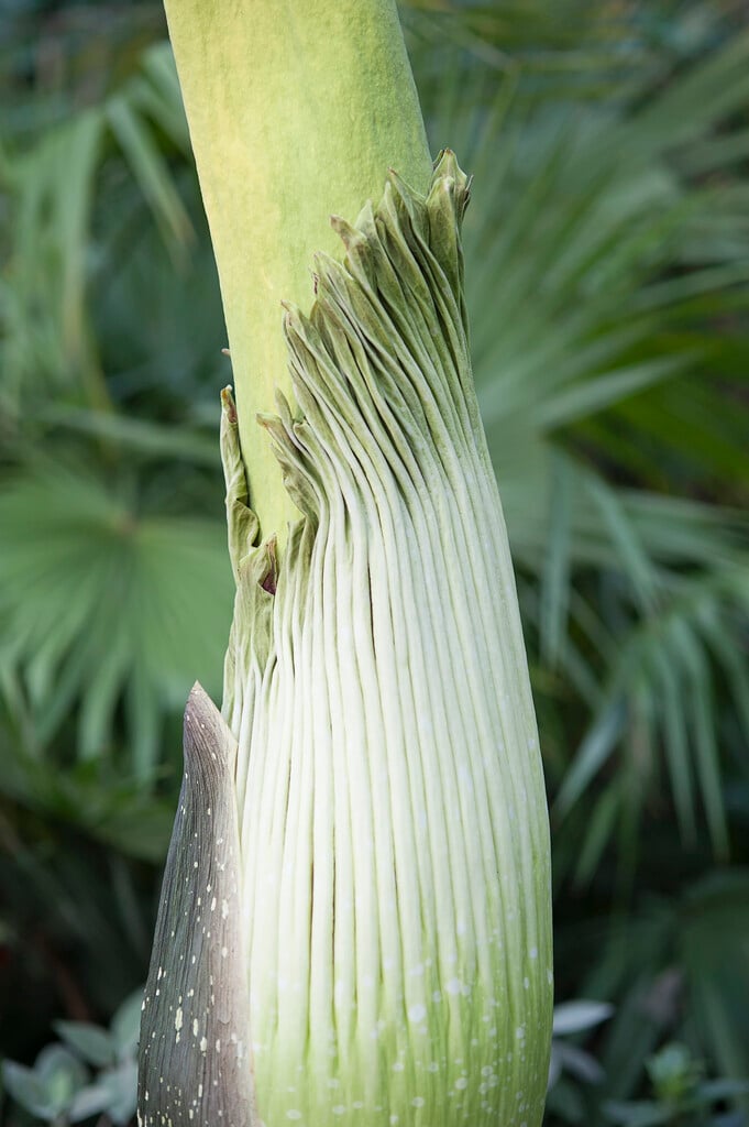 titan arum