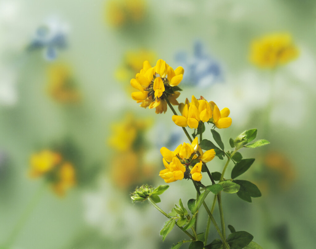 bird's foot trefoil