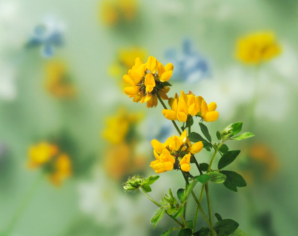 bird's foot trefoil