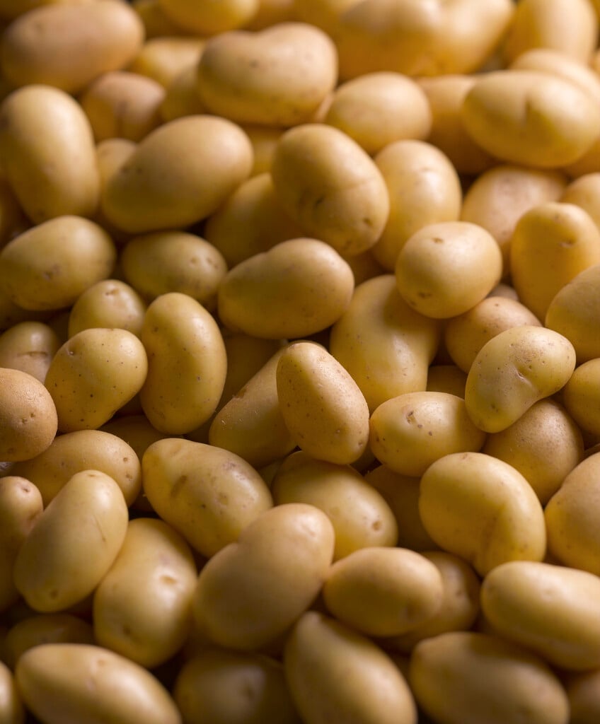 potato 'Charlotte'