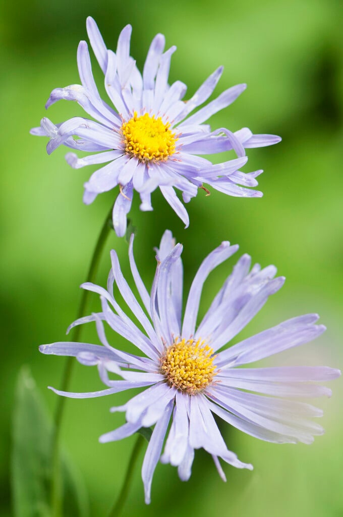 <em>Erigeron</em> 'Azure Beauty'