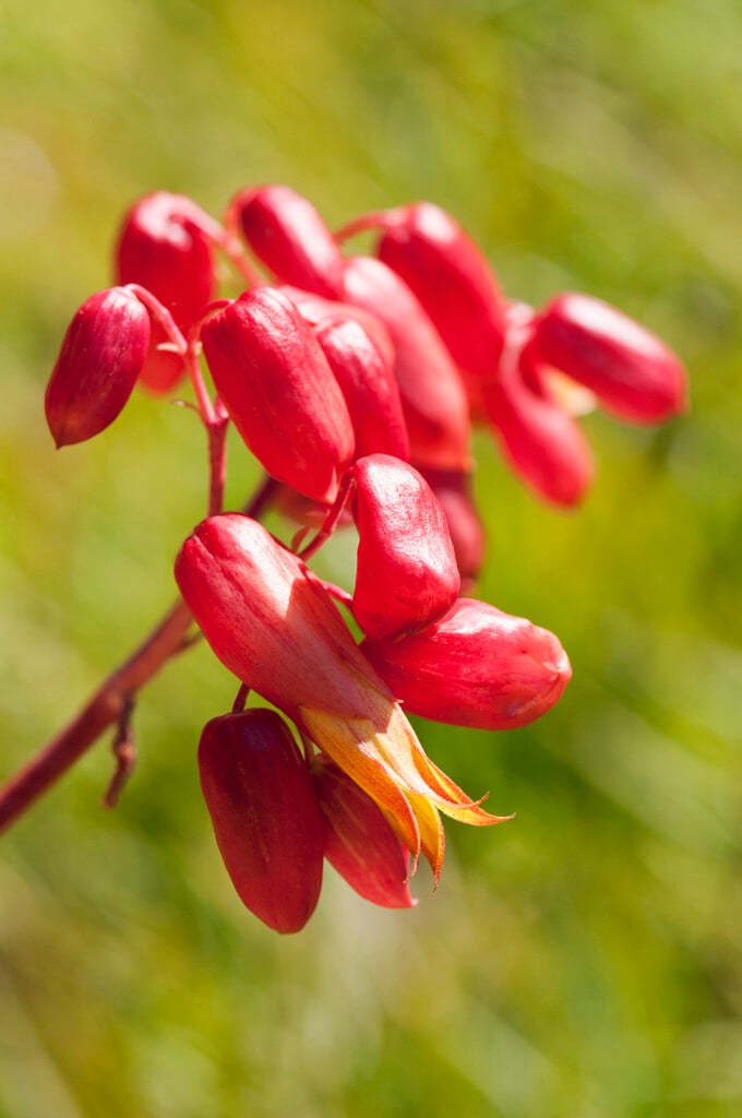 <i>Kalanchoe</i> 'Mirabella'