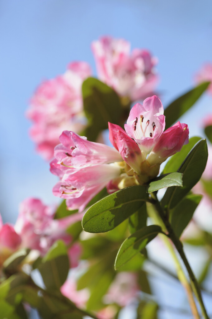 rhododendron 'Seta'