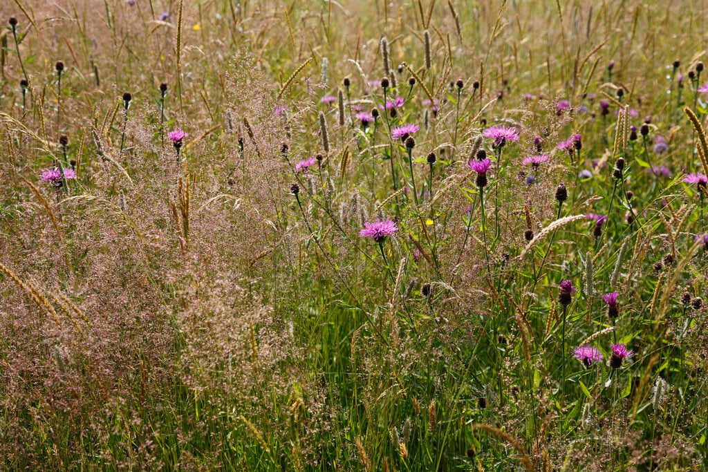 common knapweed