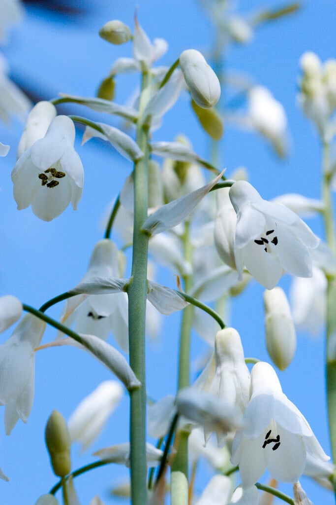 Galtonia candicans