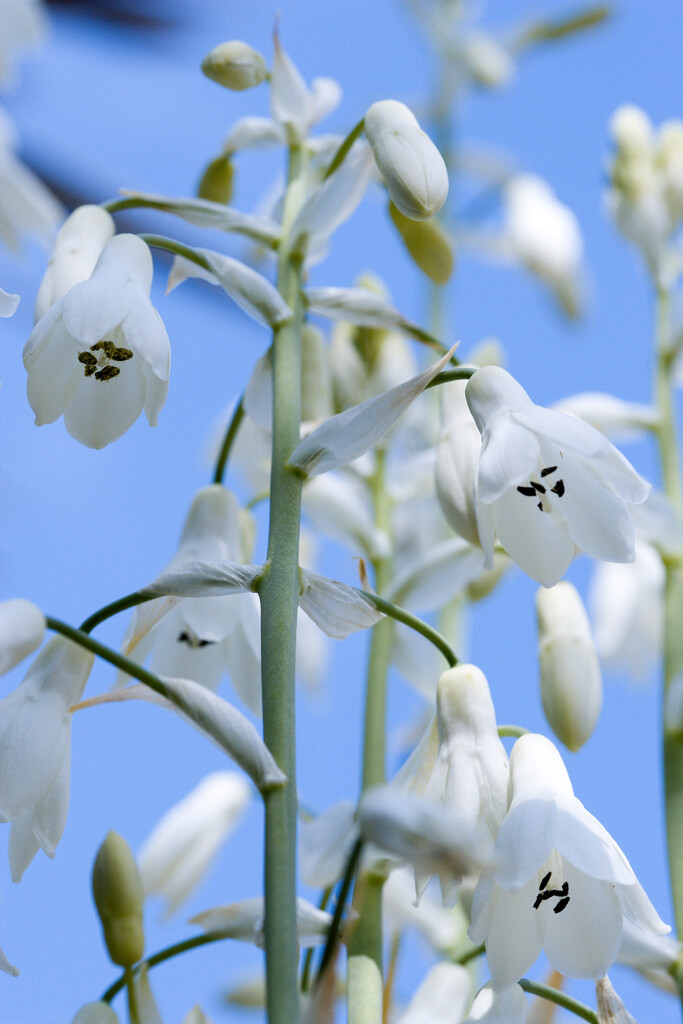 summer hyacinth