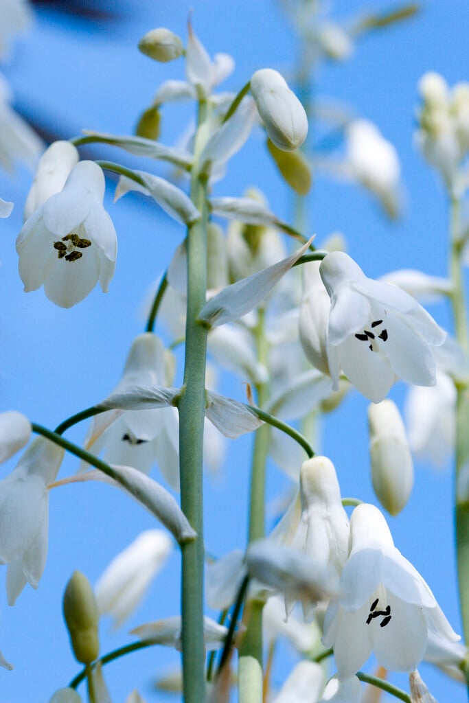 summer hyacinth