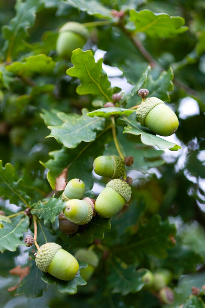 common oak
