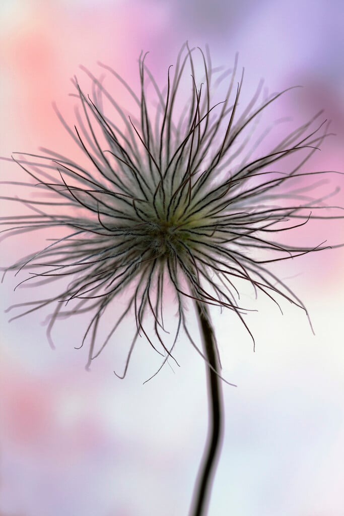 <i>Pulsatilla</i> <i>pratensis</i>