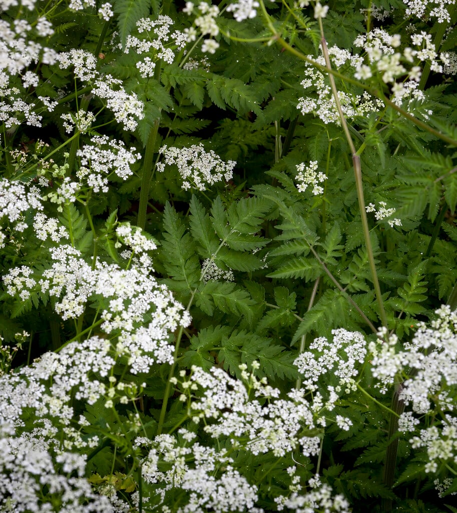 cow parsley