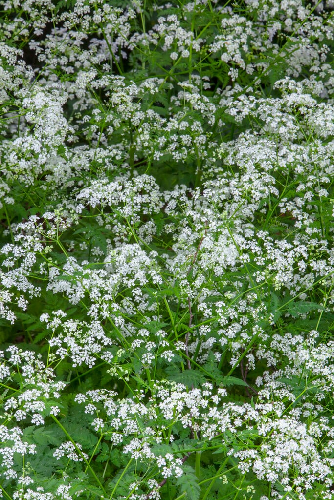 cow parsley