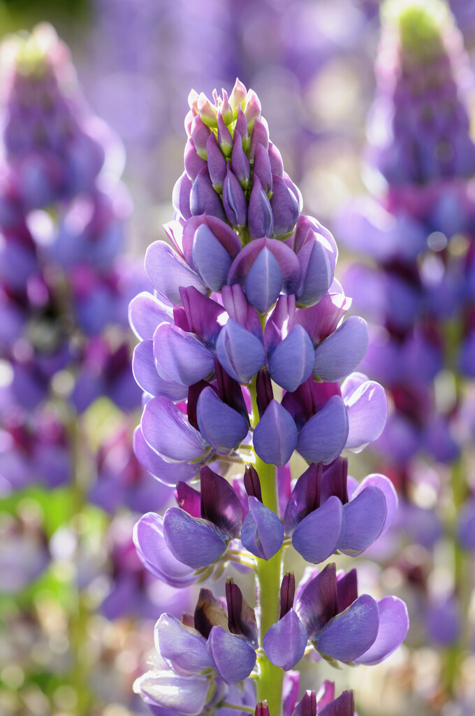 lupin 'Purple Emperor'