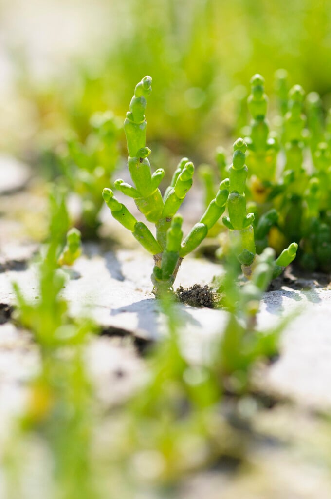 <i>Salicornia</i> <i>europaea</i>