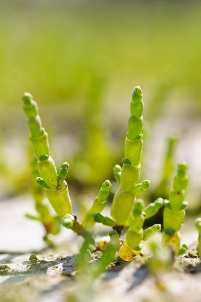 <i>Salicornia</i> <i>europaea</i>