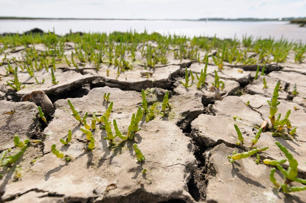 <i>Salicornia</i> <i>europaea</i>