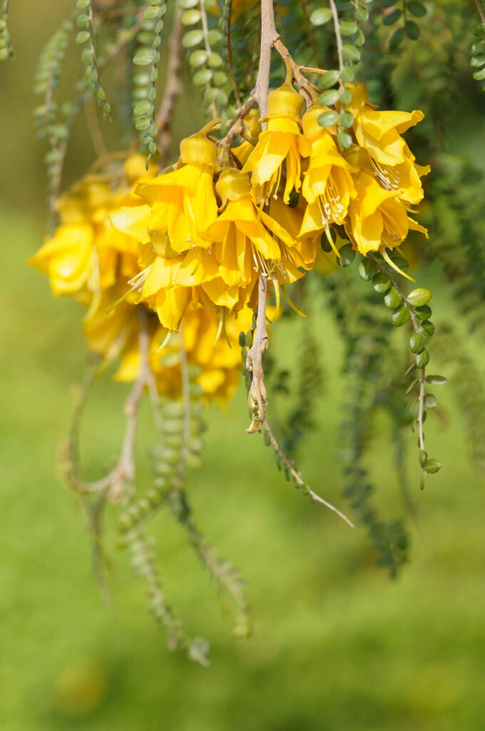 Cook Strait kowhai